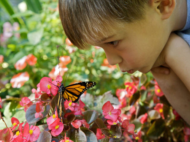 comprar mariposas