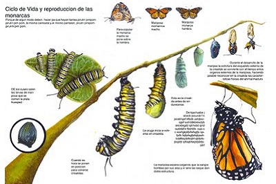 mariposas eventos