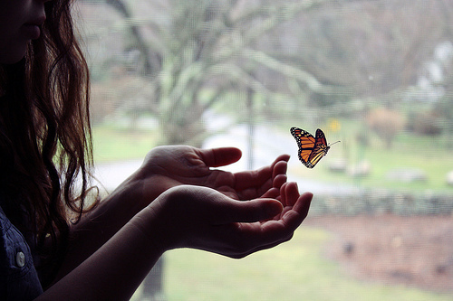 comprar mariposas