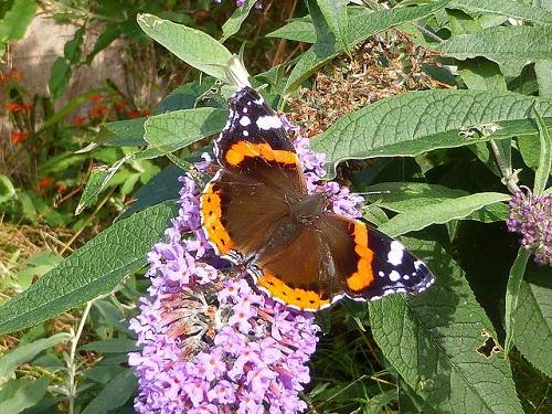 mariposas para eventos