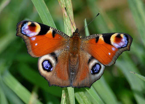 comprar mariposas