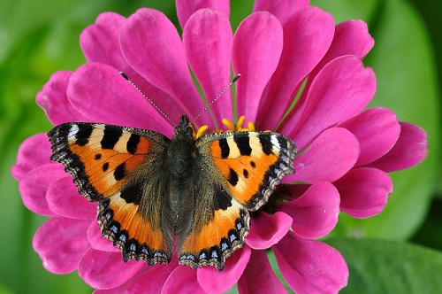 suelta de mariposas