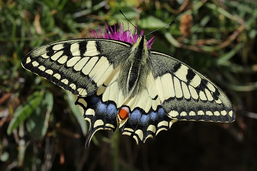 comprar mariposas